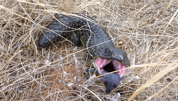 Penola Conservation Park